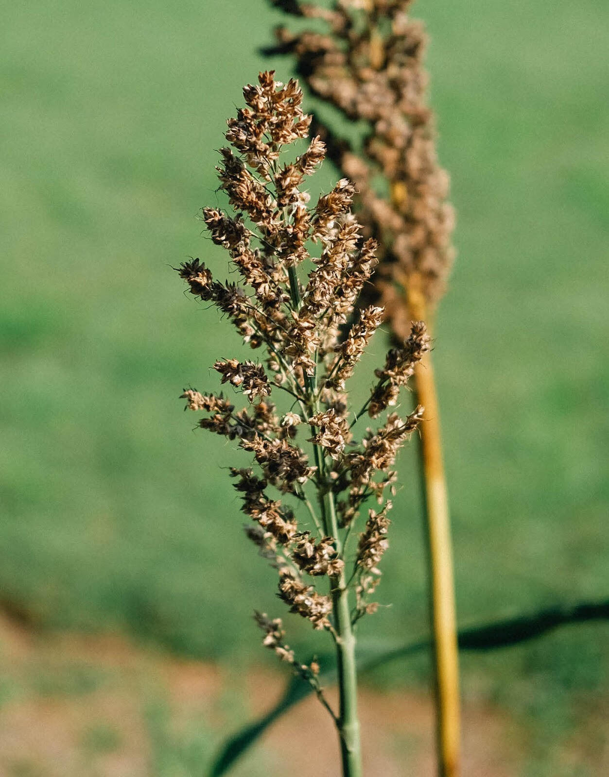a closeup of an outdoor plant